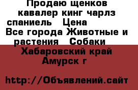 Продаю щенков кавалер кинг чарлз спаниель › Цена ­ 40 000 - Все города Животные и растения » Собаки   . Хабаровский край,Амурск г.